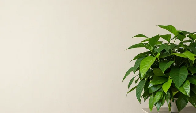 汽车保养服务的适用场景与限制分析